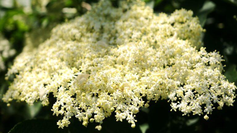 Close-up of a white elderflower blooming in the wild.